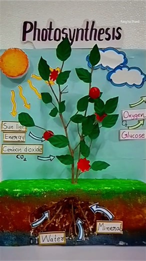 Science project🔥 Photosynthesis 3D Model🌞 #project #scienceproject #photosynthesis #schoolproject