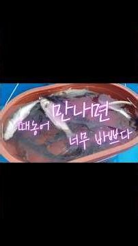 격렬비열도 농어 캐스팅