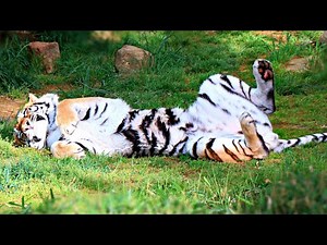 Tiger Roar !! Washington National Zoo