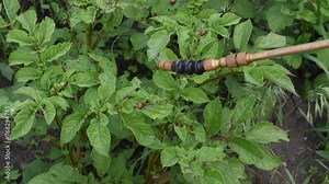 treatment of potato plants from pests, Colorado potato beetle, crop protection with a high-pressure sprayer