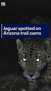 A jaguar has been detected on trail cameras in Arizona, making it the fourth one observed by the University of Arizona's Wild Cat Research and Conservation Center. 😺 #news #arizona #wildlife #wildcats #az #jaguar | FOX 10 Phoenix