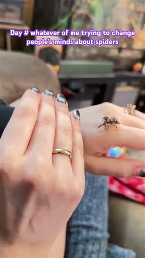 Jumping spider body language 🕷️ #jumpingspider