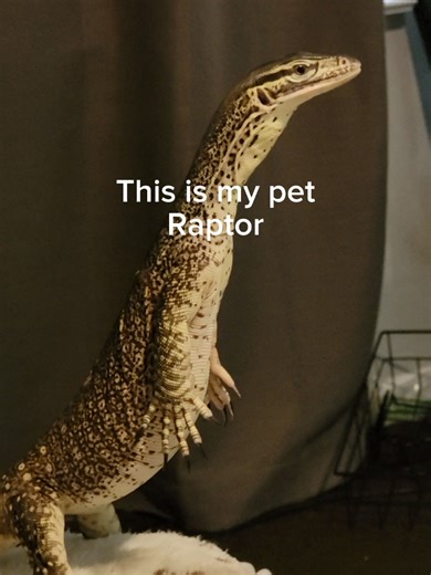 My pet Raptor is very confused. #reptiles #pets #monitorlizard | Reptiles