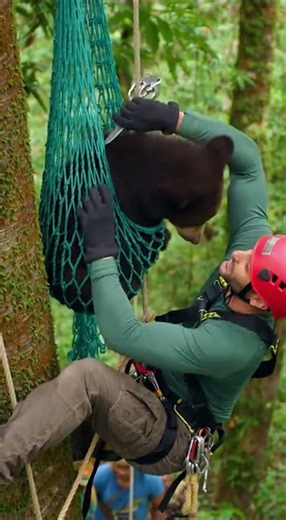 Baby Deer Trapped In River… People Pull It To Safety Just In Time!
