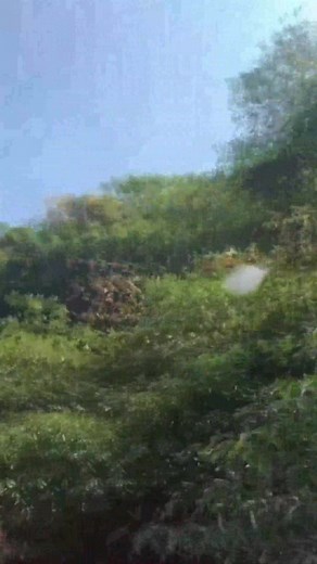 #bee #insects #animal #waspstings #nature #waspnest | Alien Ufo