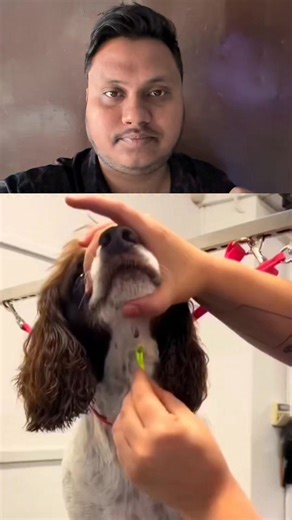 This video shows the safe and professional removal of a dog botfly (Cuterebra larva) from the skin. Botfly infestations can cause painful swelling, infection, and serious complications if not treated properly. In this procedure, the larva is carefully removed without breaking it, followed by proper wound cleaning and care to prevent infection. | Shaib 68