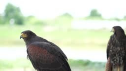 The Harris's Hawk is living in nature. The Harris Hawk is seen flying...