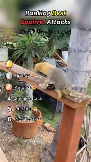 Ranking Best Squirrel Attacks🐿️😂