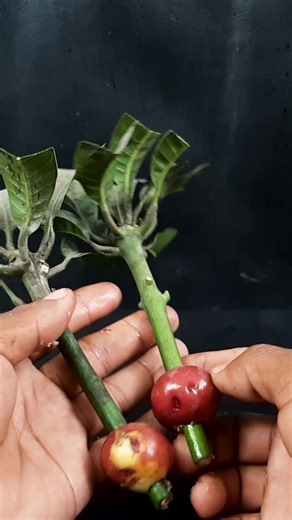 Dian Creative on Reels