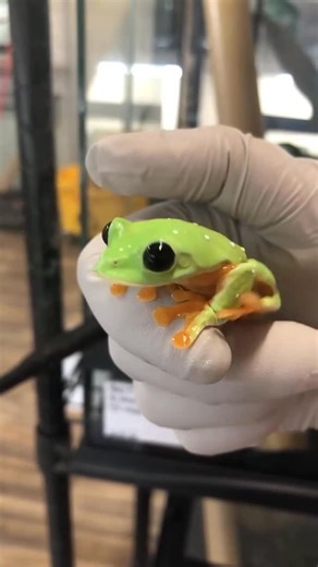 Reptile Super Show on Instagram: "Good morning Mr Frog 🐸 frogs like this and so much more will be at the Reptile Super Show on January 10-11th in Pomona, California! You won’t want to miss it! Video from @joshs_frogs"