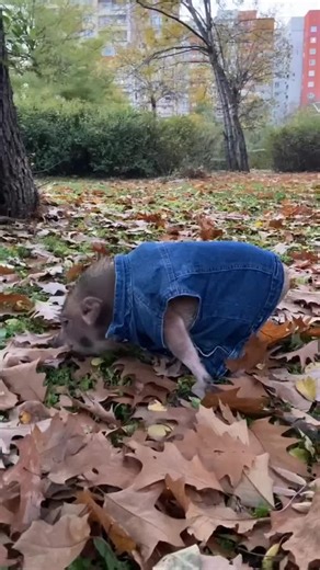 oink oink bestie follow for piggy chaos or don’t whatever | Pig