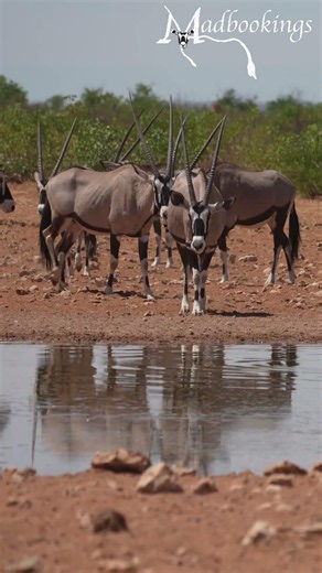 Oryx in Etosha National Park, Namibia.