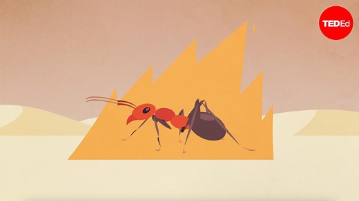 Why are there so many insects?