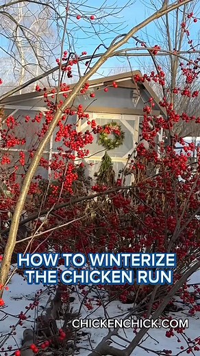 Winterizing for Chickens: To keep backyard chickens safe & comfortable in cold temperatures by: 👉Ensure a dry, draft-free living space. 👉Cover run walls with 6 ml plastic sheeting secured with lath wood & screws, NOT staples. This provides warmer run by keeps rain, wind and snow out. 👉Provide water & a nutritionally complete chicken feed (& oyster shells). Nothing more, nothing less. 👉 Work smarter, not harder! Most chickeneers are doing too much of the wrong things due to misinformation onl