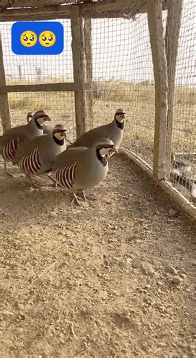 When the wild meets the fearless! 🐍🔥 A deadly snake enters the cage — but the chukars are not backing down! 🦅💪 Who will survive this intense showdown? 😱 #WildBattle #SnakeVsBirds #NatureShowdown #RealWildlife #ViralReel #AnimalFight #ChukarChallenge #NaturePower #KingOfTheWild #SurvivalFight" | Birds Lovers PK
