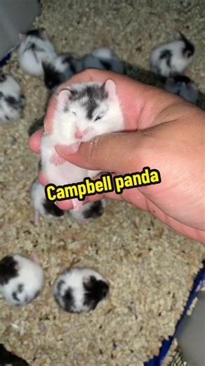 Panda #hamster#hamstergresik#hewanlucu#hewanpeliharaanlucu#fyp
