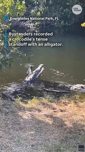 This crocodile is ruler of the swap! It was spotted hissing and snapping at an alligator in the Florida's Everglades. | lohud