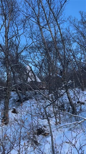Iceland Through the Lens: Winter is here ❄️ Meanwhile, the Iceland Review team is out and about capturing the most magical moments of the season. Here we are, exploring Hallormsstaður National Forest, one of the gems of the East Iceland. It is one of the larger forests in Iceland, covering 740 hectares (ha) 🌳🦌. #iceland #hallormsstaður #visiteasticeland | Iceland Review