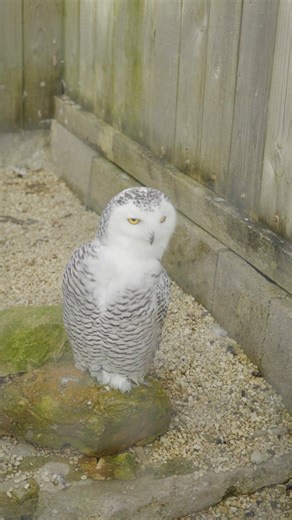 📍 Broadway Club Campsite 📍 Moreton-in-Marsh Club Campsite 📍 Bourton-on-the-Water Club Campsite What type of day out in the Cotswolds appeals to you? A peaceful stroll rare trees, vibrant blooms, and tranquil paths or watching majestic birds of prey soaring overhead for an up-close encounter? #InspiringAdventures #CAMC #Travel #Caravan #candmclub #UKTouring #rooftent #Worcester #Worcestershire #Camping #Motorhome #VisitTheCotswolds #cotswolds #MyCAMCSummer | Caravan and Motorhome Club