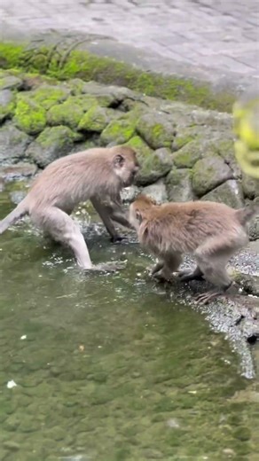 Playing, splashing, and bonding just another day in the monkeys’ daily routine 🤎🐒