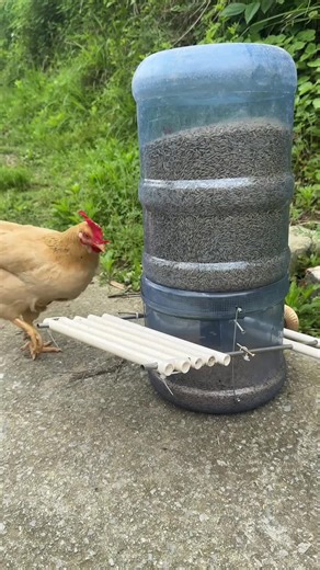 Even the chickens get a buffet now! #farm #cute #smart #upChinese #amazingChinesepeople #feed #chicken Credit to 55884275529 on Douyin.