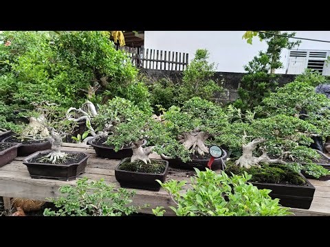 BONSAI PRICE REVIEW 082142421986