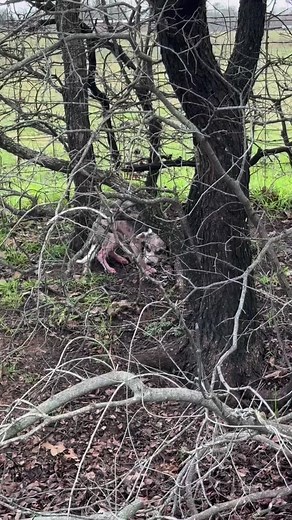 This little one started today as a homeless street dog all alone in the cold rain but thankfully she crossed paths with Maria & Brian and her luck instantly changed!She’s spending her first night as a beloved rescue dog and is now safe, warm, fed and loved! About a year ago, Maria & Brian found a dog in the exact same spot and they took Bobby in and he quickly stole their hearts and became part of their loving family ❤️Sadly he recently passed away after battling a mystery illness and they were 