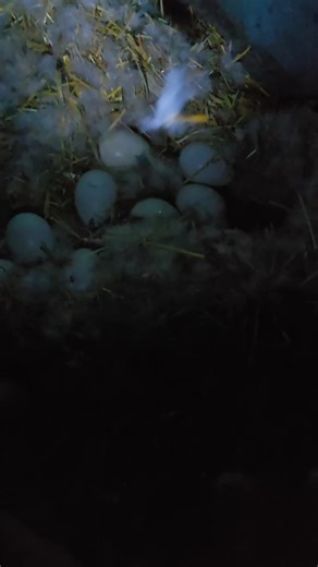 Muscovy Duck Eggs: Viability and Incubation Timeline