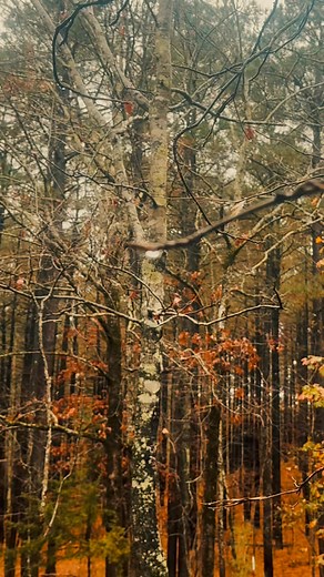 Sunny all week. Today, we enjoy the rain🤎 Hochatown | Hidden Hills Cabins