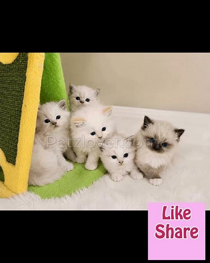 🐾 Five Gorgeous Ragdoll Kittens Looking for Loving Homes! 🐾