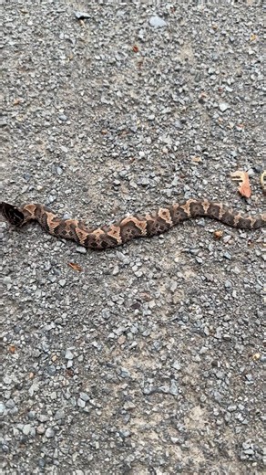 Can you tell what kind of snake this is? #snakes #wildlife #animals