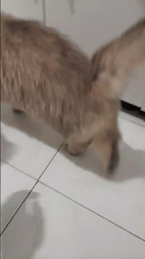 cute beybi #music #kpop #blackpink #remix