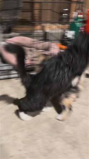 Kittens | Cats | KSL Classifieds