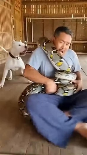 Animal Miracles™ on Instagram: "A python coiled around a man in seconds… 😱 His Dogo Argentino jumped in and pulled the snake away, saving his life. That wasn’t training. That was instinct. 🐕💪 📌 AI-generated • Storytelling only #animalmiracles #dogoargentino #doghero #pythonattack #unexpectedhero"
