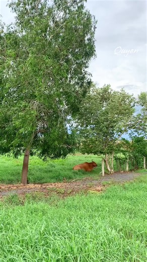 Nhạc Không Lời Bình Yên Về Quê Hương