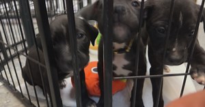 Metro Detroit animal rescue overwhelmed with pets, seeking homes
