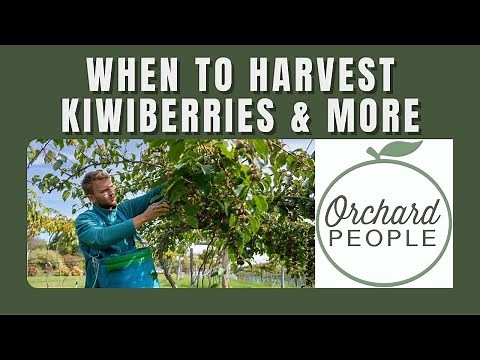 When to Harvest Hardy Kiwi: Kiwiberry Answers for New Growers