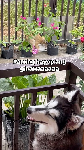 💃🏻Piliin Mo Ang Pilipinas by (Angeline Quinto) 🥰 / 🐺: Pinili Mo Sitwasyon Na iTo by (Shiloh Pamor Quento) 🤪 / Ang song na to ay dini-dedicate ko sa Mama ko (Liezl Pamor) I LOVE YOUUU!!!!!! 😘 HAHAHAHAHAHAHA 🤪🤣✌️🐺🦮 #shilohthesibhusky #Liorathegoldenretriever #goldenretrievers #siberianhusky #dog #funnydogs #fypviralシ #fypシ゚ #fypシviralシ2024 | Shiloh & Liora
