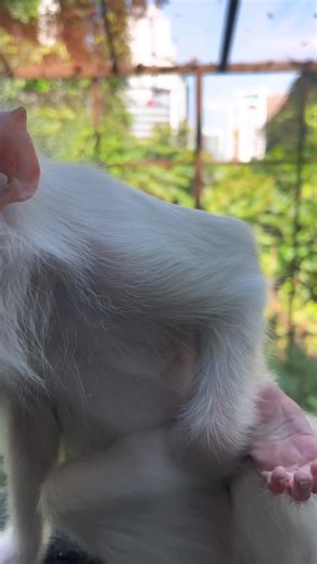 Rare Albino Monkey - Fascinating White Primate