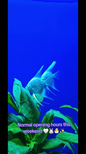 Open normal hours this weekend 🤍🐰🐣✨️ Find us @ Block 2, Unit 28, 31 Eastmuir St, Glasgow G32 0HS or @ www.eastendaquatics.co.uk Facebook- eastend aquatics 🐠🐡🪸📦🏡 #angelfish #tropicalfish #eastendaquatics #reef #fyp