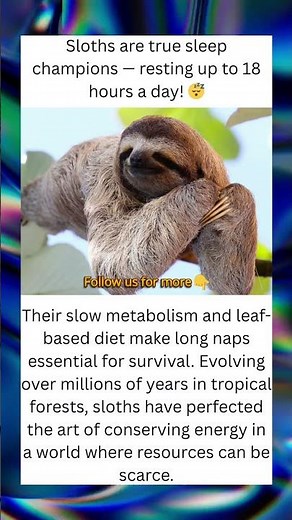 Sloths Sleep 18 Hours a Day — Here’s Why! 😴🌿 #shorts