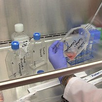 Video: Assessing Autophagic Flux by Measuring LC3, p62, and LAMP1 Co-localization Using Multispectral Imaging Flow Cytometry