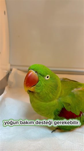 Kuşunuz Hasta Ama Fark Etmiyor Olabilirsiniz! Güçten Düşene Kadar Belli Etmezler! Papağan Sağlığı 🦜