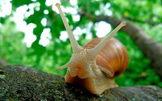 El Caracol - Características, alimentación y reproducción