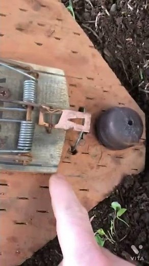 Mole blaster! Diy shotgun shell mole trap. Complete vid and parts on our YouTube Channel. Subscribe.