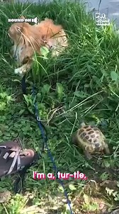 Slow but sneaky! 🐢🙀😹 #Cats #CatLife #Turtle #Funny | Try Not to Laugh
