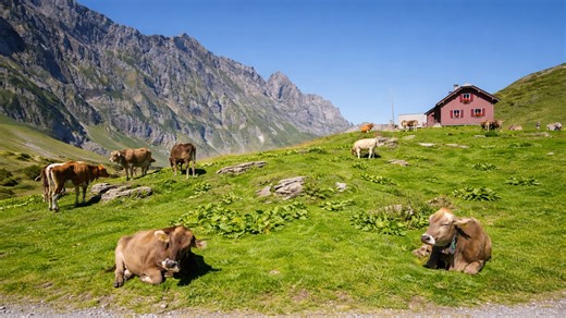 Khám phá đỉnh Titlis và Trübsee ở Engelberg, Thụy Sĩ (4K)