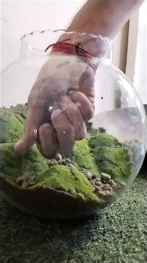 Terrarium in fish bowl #shorts #terrarium