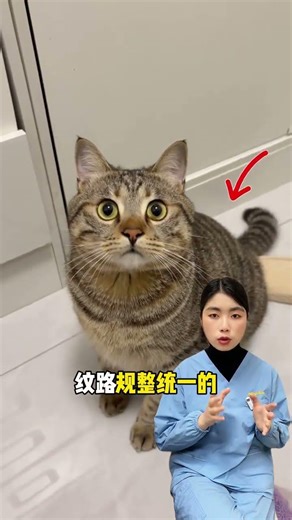 Unleash Your Cat Whisperer Skills: Score Big in the Chinese Cat Recognition Test