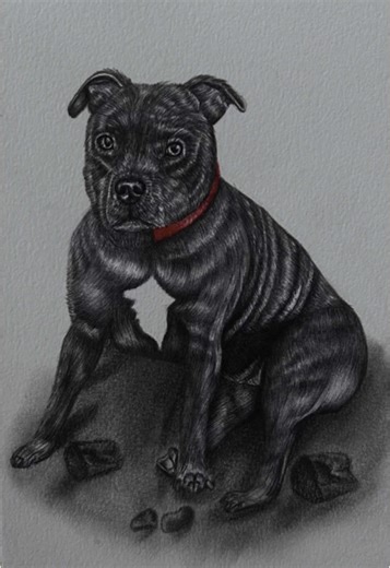 Draw a staffy with me🖤#CapCut #staffy #staffysoftiktok #staffiesoftiktok #bluestaffy #belfastartist